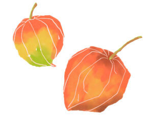 ほおずき・鬼灯